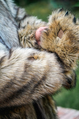 THE WILD WOLF COAT, v5