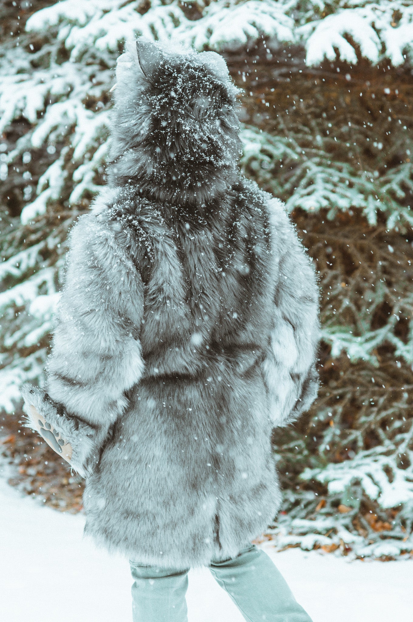 THE TIMBER WOLF COAT, v5